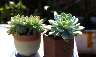 适合室内养的多肉 适合室内养的多肉有哪些