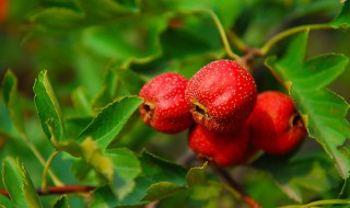 盆栽山楂树种植方法（盆栽山楂树种植方法与技术）