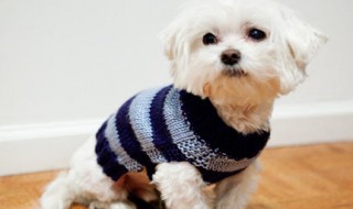 狗毛衣最简单的钩法（狗毛衣最简单的钩法视频）