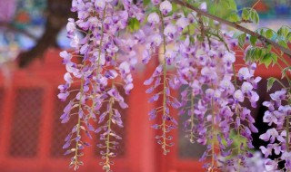 紫藤萝瀑布全文赏析（紫藤萝瀑布全文赏析100字）