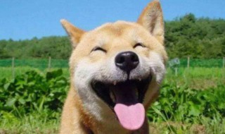 日本狗的品种有哪些(日本狗有什么品种)