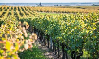 地中海沿岸种植葡萄的有利气候条件 地中海地区有利于葡萄种植的气候条件