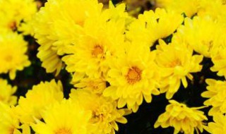 车前草与金银花同吃有什么功效与作（金银花与车前草的功效与作用）