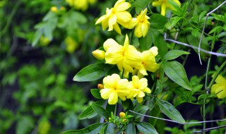 迎春花是什么植物（迎春花是什么植物图片）