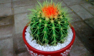 家里摆什么植物化煞 家里摆什么植物化煞气