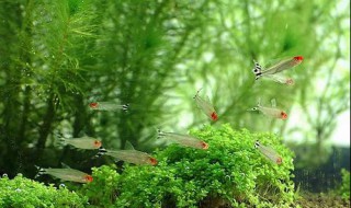 红鼻剪刀鱼的寿命 红鼻剪刀鱼的寿命有多长