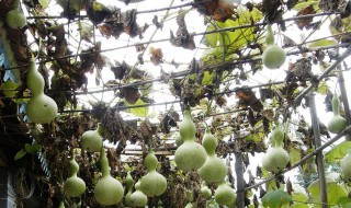 葫芦架怎么搭（葫芦架怎么搭简单的）