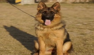 犬类智商排行榜(犬类智商排行榜图片)