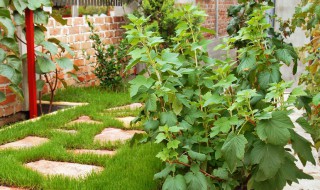庭院适合栽种的植物（庭院适合栽种的植物）