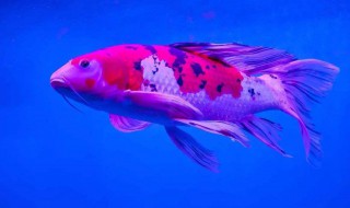 风水鱼有哪些(风水鱼有哪些比较容易养)