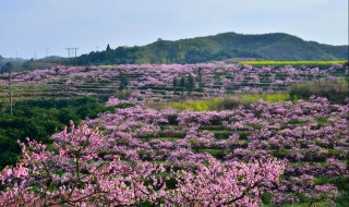 桃园最适合的除草剂（桃园除草用什么除草剂最安全）