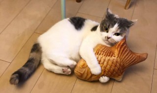 猫胰腺炎治疗费用 猫咪急性胰腺炎治疗费用