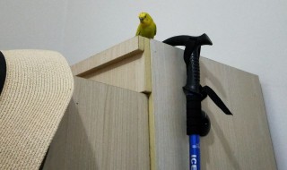 家里来了鸟又飞走了代表什么（家里来了鸟又飞走了代表什么预兆）