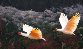 日本朱鹮和中国的区别(朱鹮是中国的还是日本的)