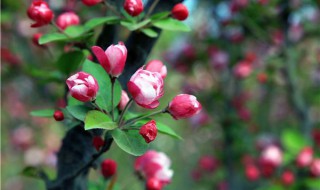 8公分的海棠树每棵施多少斤化肥 海棠树一亩地种多少棵