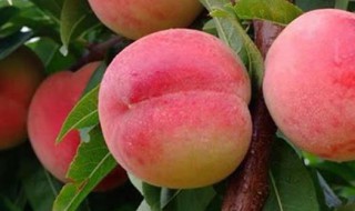 边河脆桃品种 边河脆桃多少钱一斤