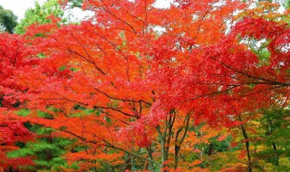 金东区曹宅看红枫是哪里 金东区曹宅镇