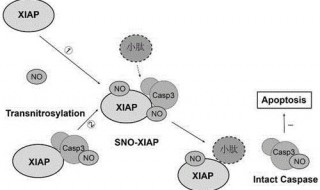 容颜性转换是指 容颜的转变是什么意思