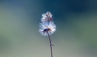 蒲公英茶每天喝可以吗（蒲公英茶可以常喝吗）