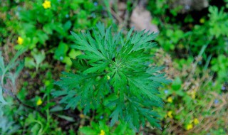 艾草的功效与作用禁忌 艾草泡脚的功效与作用