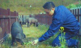 哪种太湖猪最好(太湖猪有哪几种)