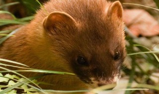 黄鼠狼一生能讨封几次（黄鼠狼会讨封吗）