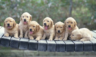 人类从动物身上学会了什么?（人类从动物身上学会了什么知识）