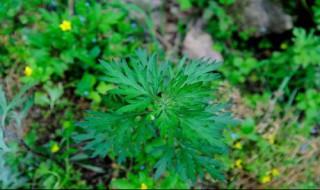 艾草洗脸的功效与作用 艾草洗脸的功效与作用视频