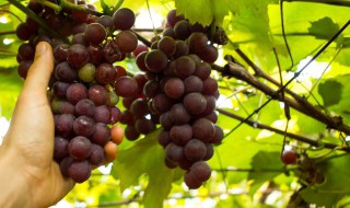 冰葡萄适合哪几个省种植（冰葡萄适合什么地区种）