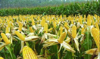 登海哪个产量最高（登海605亩产量）