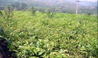 核桃苗的种植方法 核桃苗怎么种植方法