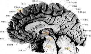 脑的组成 脑的组成和作用