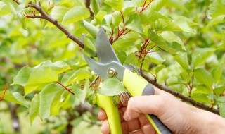 杏树修剪的顺口溜 剪杏树口诀