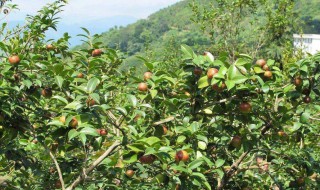 油茶树可以施复合肥吗 油茶树可以施复合肥吗有毒吗