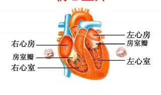 心室与什么相连心房与什么相连 心房和心房之间,心室和心室之间