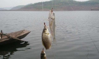 用麦子钓白条调漂技巧（用麦子钓白条调漂技巧）