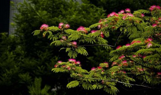 文章以合欢树为题有何好处?（文章为何以合欢树为题）