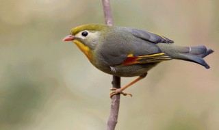 小鸟的特点是什么(小鸟的特点是什么用一个四字成语来代替)