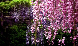 适合北方种植的爬藤花 适合北方种植的爬藤花卉