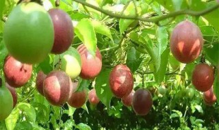 百香果成熟的季节是什么时候(百香果成熟的季节是几月份)