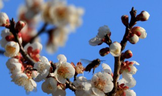 春天有什么代表的标志性事物(春天有什么代表的标志性事物英语)