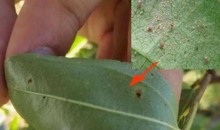 怎样用洗洁精打红蜘蛛(红蜘蛛用洗洁精有效果吗)