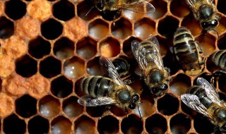 蜜蜂产卵多少时间变成幼虫（蜜蜂卵要几天才能变成幼虫）