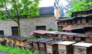 蜜蜂怎么分箱 蜜蜂怎么分箱 蜜蜂分箱方法