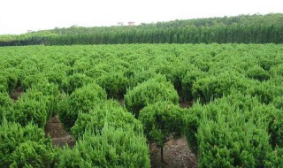 怎样才能救活浇多肥的树苗 树施肥多了怎么救治