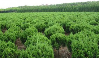 网上买的树苗怎样才能栽活(从网上买的树苗怎么种)