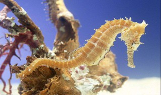 海马是国家保护动物吗 海马是不是国家保护动物