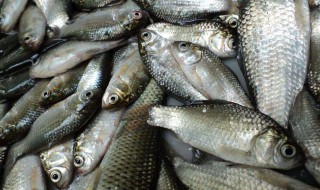 气压较低时如何钓鱼 气压低的时候怎样钓鱼