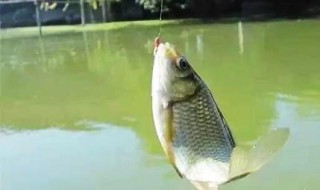 鱼漂在水里不站起来是怎么回事? 鱼漂在水里不站起来是怎么回事呀