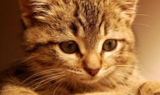 楼顶养什么动物耐热 高楼可以养什么宠物